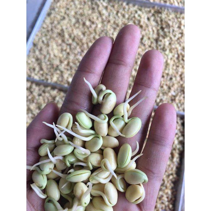 Mầm đậu nành nguyên xơ 0,5kg | BigBuy360 - bigbuy360.vn