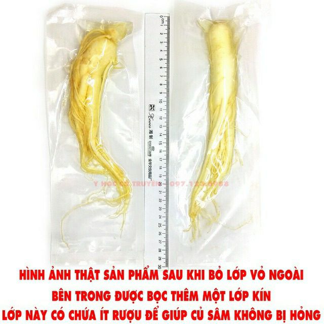 Nhân sâm tươi núi Trường Bạch 100gr/củ hút chân không