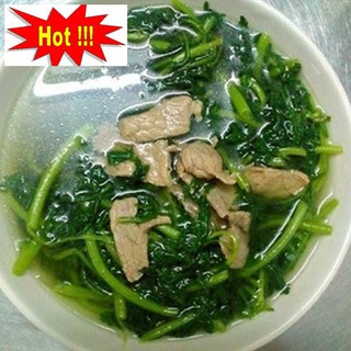 Hạt giống Rau tần ô