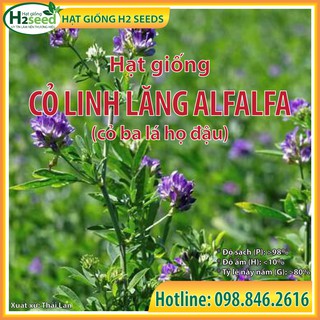 Hạt Giống Cỏ Linh Lăng ALFALFA - gói 50g - Hạt cỏ siêu dinh dưỡng cho chăn nuôi dành cho dê, cừu, thỏ...