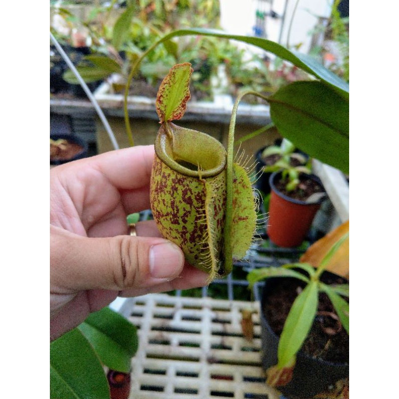 Cây nắp ấm Nx  x Ampullaria spotted