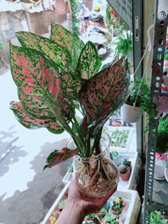 Chậu vạn lộc thuỷ sinh