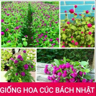 hạt giống hoa cúc bách nhật
