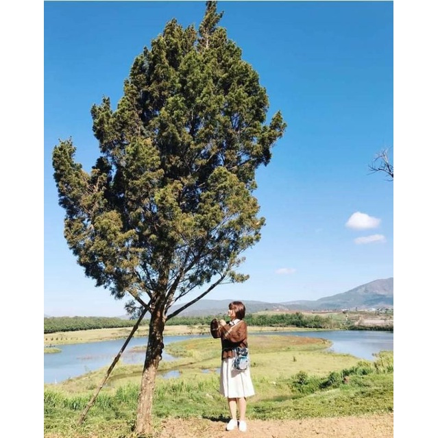 Thanh lý set đầm sơ mi trắng + áo len nâu phong cách Hàn Quốc