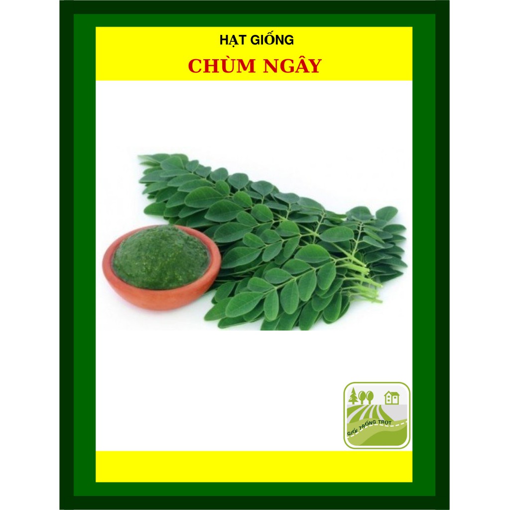 Hạt Giống Chùm Ngây 2 Gram