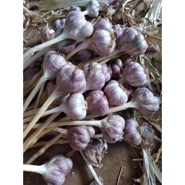 Tỏi ta khô
