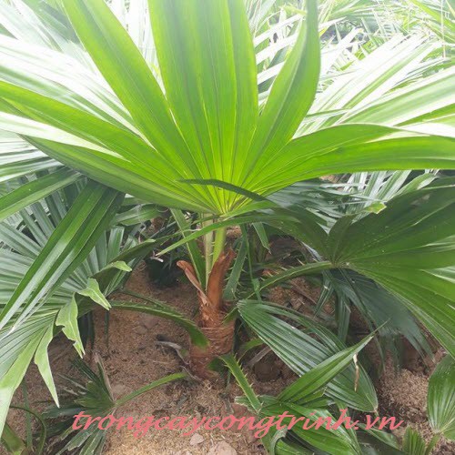 Cây cọ giống