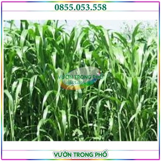 Hạt giống cỏ Chăn nuôi SUDAN SUPER BMR - 100g