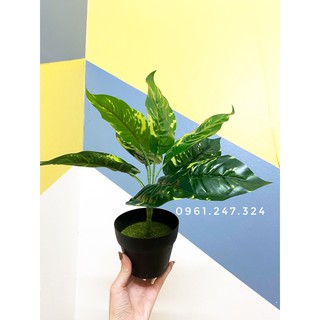 cây lá đốm 30/40cm decor