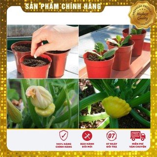 Bộ gói hạt giống Bí đĩa bay