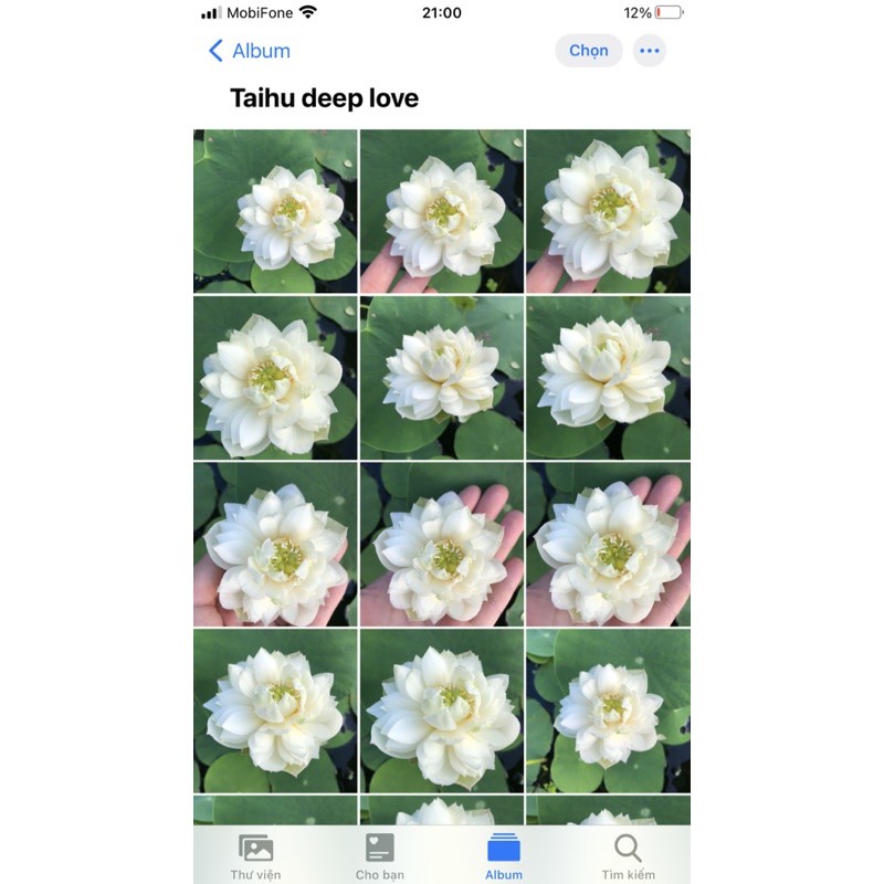 Củ sen mini Taihu Deep love