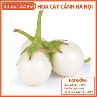 Hạt giống cà pháo trắng cao sản - gói 2g - năng suất cao, quả tròn đều, giòn, ngon