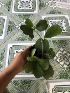 Cẩm cù lá tim