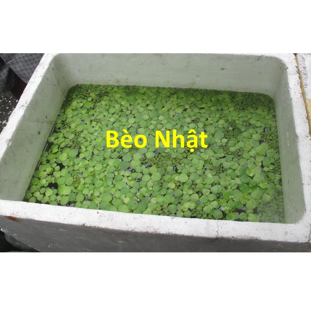 BÈO NHẬT - Cây thủy sinh trang trí hồ cá, hòn non bộ giá rẻ