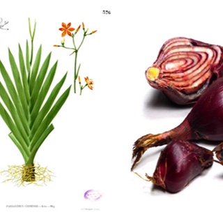 Sâm Đại Hành Củ Loại 1 -sp8