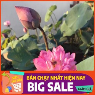 [Chất lượng cao] [Hàng chuẩn] [Free ship] SEN CUNG ĐÌNH (SEN BÁCH HỢP) - gói 50 hạt 2 màu