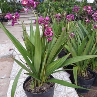 Lan chu đinh ( địa lan đỏ)