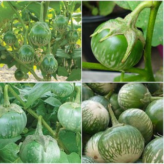 Hạt giống Cà bát ta da ếch - 1 gói 0,5gram - STHG2