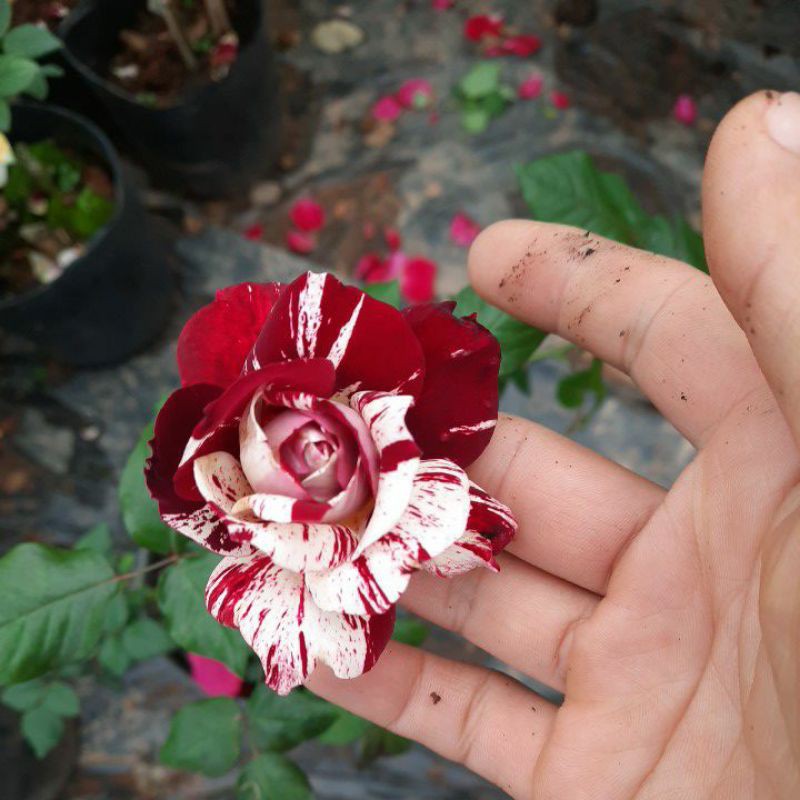Cây hoa hồng Julio - Hoa màu đỏ sọc đẹp, cây hoa hồng ngoại có bầu rễ khỏe, cây trồng nhanh ra hoa, cây hoa trang trí