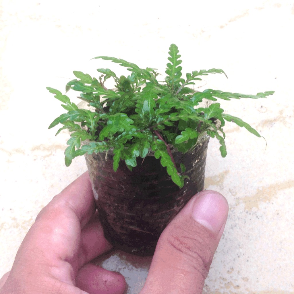 Liễu răng cưa - Cây thủy sinh 1 chậu 4-6 ngọn