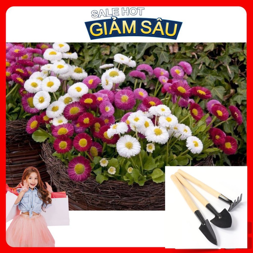 Hạt Giống Hoa Cúc Anh - 50 Hạt / Gói - Tặng Kèm Bộ Dụng Cụ Trồng Cây Mini