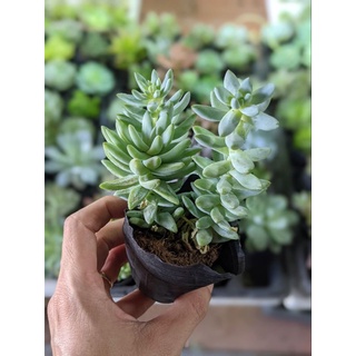 Sen đá chuỗi ngọc đứng size bầu