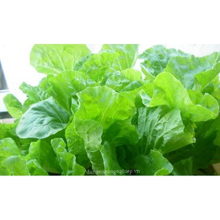 HẠT GIỐNG CẢI BẸ DÚN PHÚ NÔNG CHUẨN F1