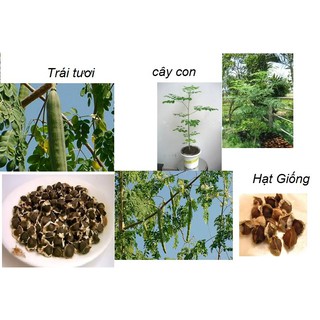 Hạt giống cây chùm ngây - cây thuốc