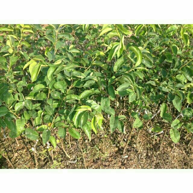 Cây giống Lê nâu