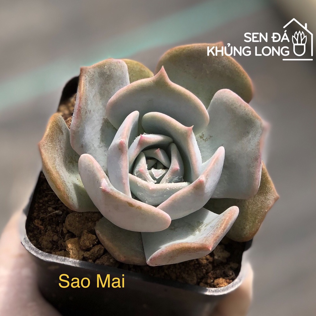 sen đá Sao Mai - echeveria lucila