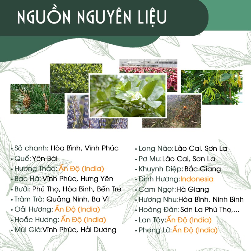 Tinh dầu đinh hương nguyên chất Mộc Nhiên Hương (10ml/50ml) thơm lâu, thư giãn, xông phòng, đuổi muỗi, diệt khuẩn