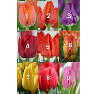 9 củ hoa tulip cac mầu