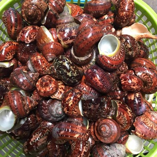 MÔ HÌNH Vỏ ốc size S M L. Combo 4 vỏ/40k