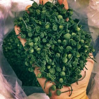 Nụ tam thất bao tử Bắc Hà Lào cai ( đóng gói 500gr) hsd 2 năm