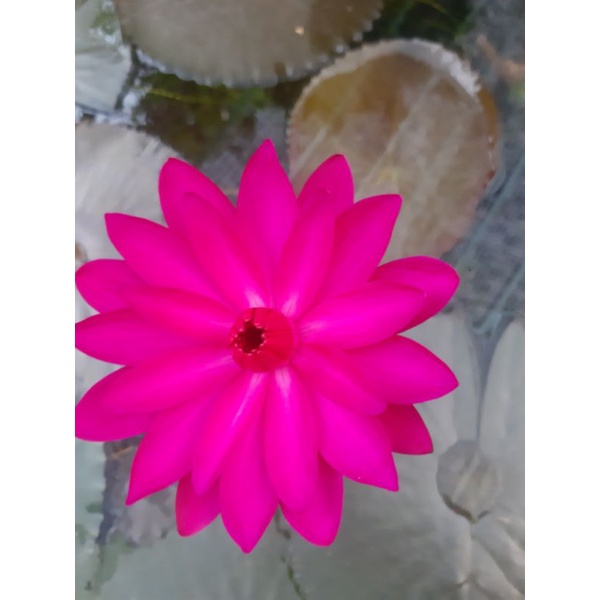 Hoa Súng Mĩ Màu Đỏ.trắng