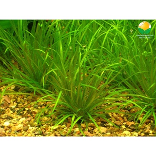 Hạt Giống Cỏ Các Loại Dễ Gieo - 1 Gói