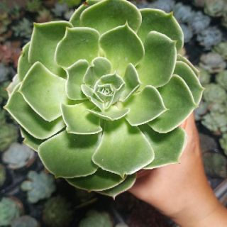 Sen đá size 10.5cm