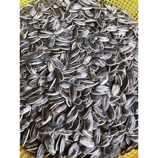 5kg hướng dương tươi hạt lớn cho vẹt.