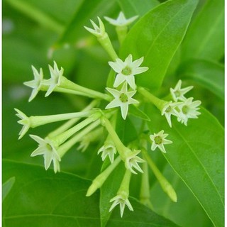 hạt giống dạ lai hương