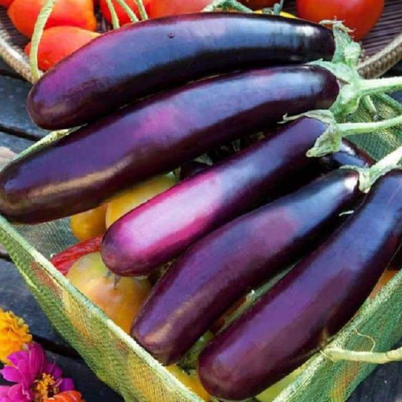 Hạt giống cà tím cao sản Trang Nông, siêu năng suất, gói hơn 200 hạt