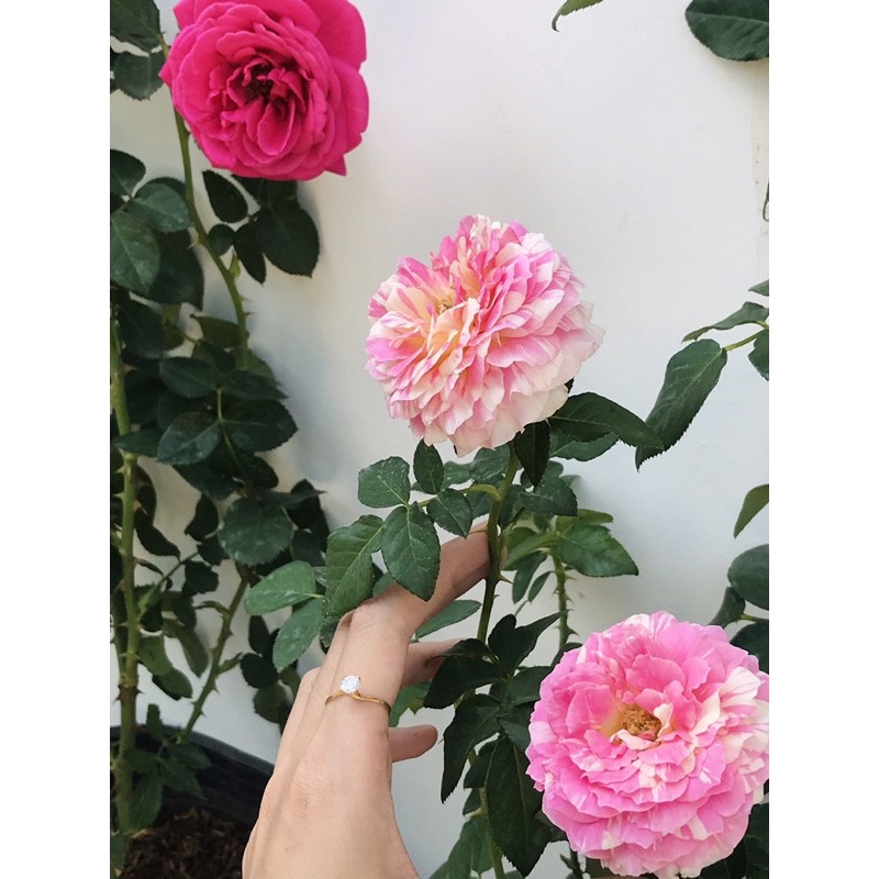 Hồng Leo Claude Monet Sọc Đẹp Nhất