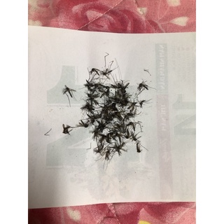 Nhang Muỗi Thần Long