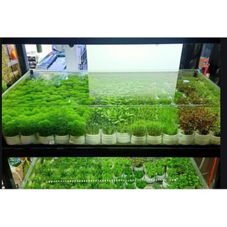 COMBO 5 CỐC CÂY THỦY SINH CẮT CẮM - TRỒNG TRONG BỂ THỦY SINH