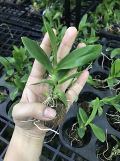 Dendro Hoa Hồng