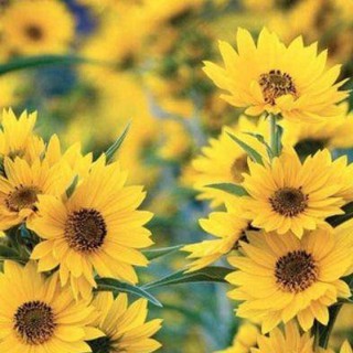 Gói 30 Hạt Giống Hoa Hướng Dương Cao - Siêu Bông (Helianthus)