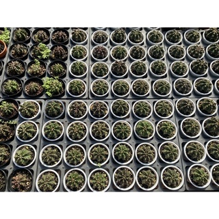 Combo 50 xương rồng Gymno 3-5cm