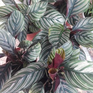 🌿🍒 Combo 02 cây đuôi công sọc tím 🌿🍒