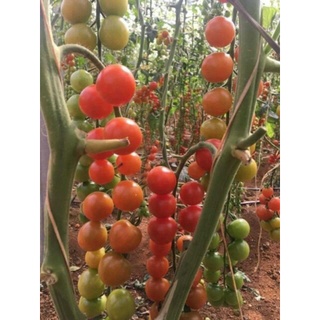 30 hạt giống cà chua chuỗi ngọc