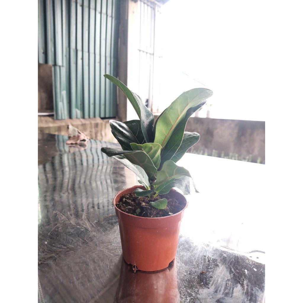 Cây bàng Singapore để bàn cao 20 cm trồng chậu nhựa tự tưới