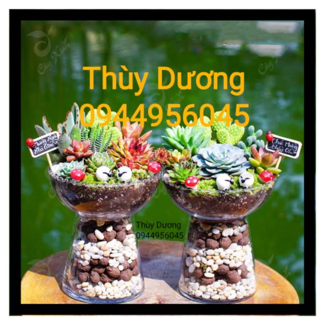 Ly thủy tinh trồng sen đá, sương rồng, ly để phật thủ